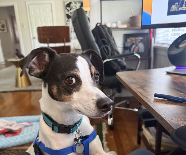 Jack Russell terrier getting attention during a drop-in visit