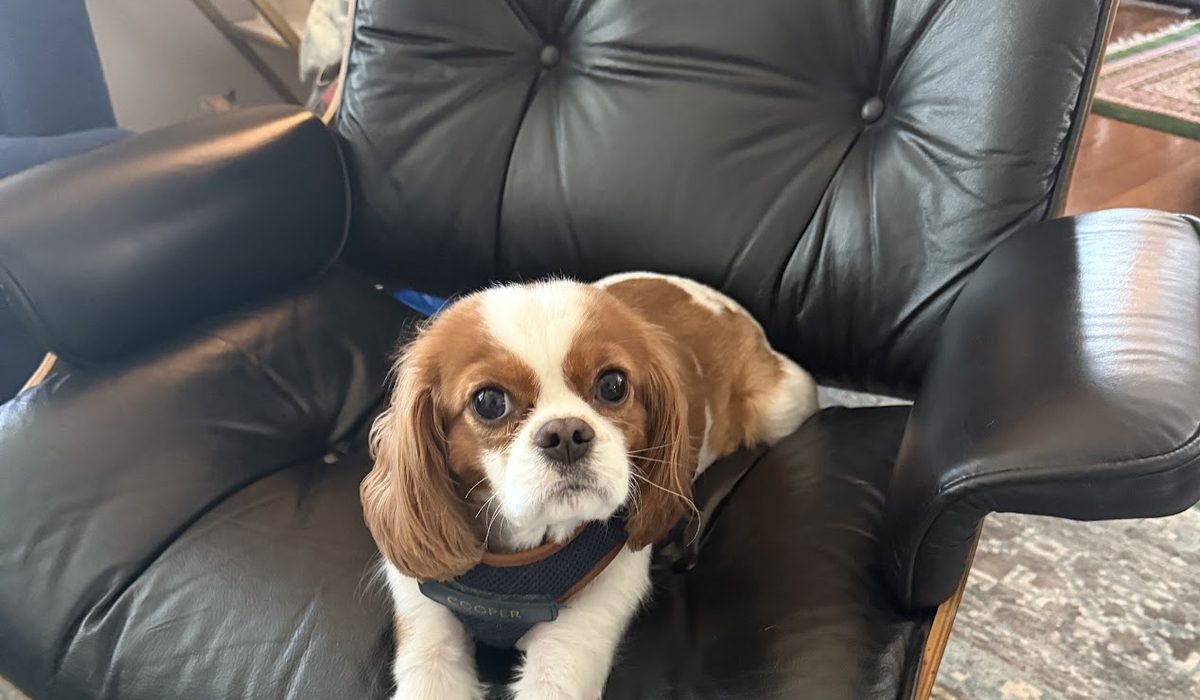 Adorable Cavalier King Charles Spaniel relaxing on a leather chair