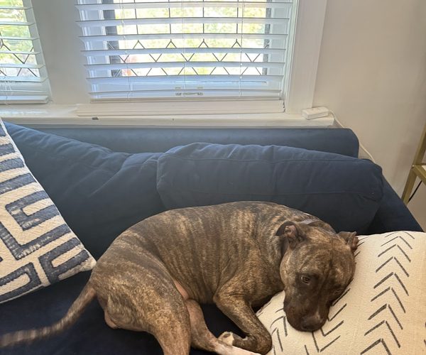 Happy dog relaxing on a cozy blue couch at home