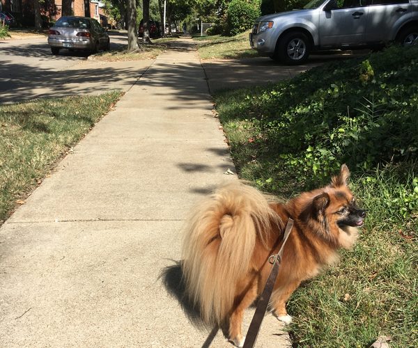 Pomeranian on a leash walking along a Clayton neighborhood sidewalk